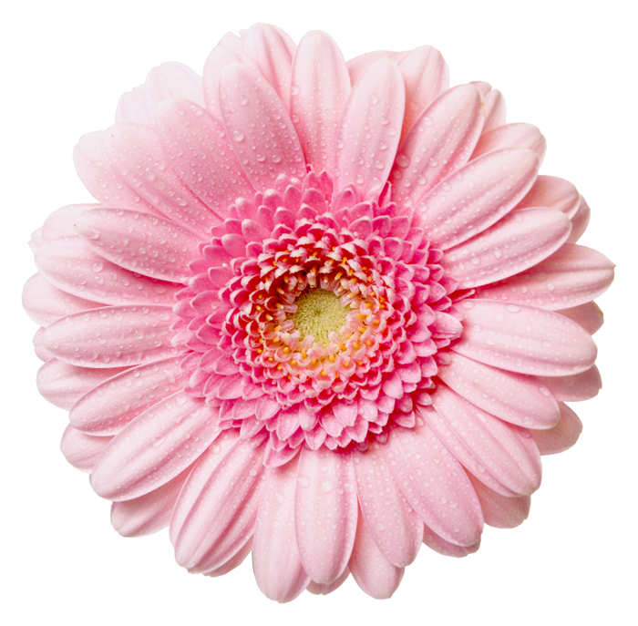 Foto de PNG de flores rosa