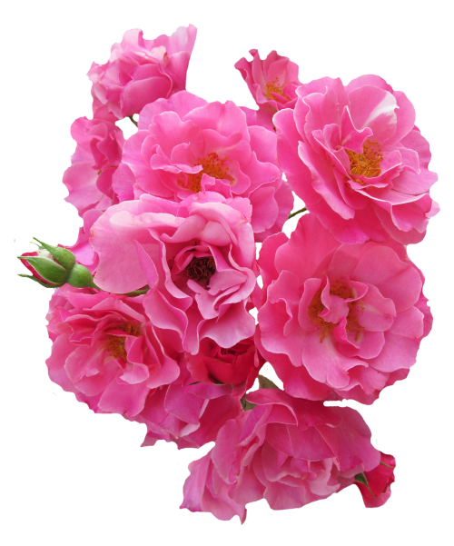 Rosa flores imagens transparentes