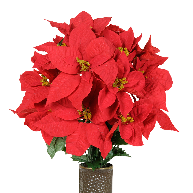Poinsettia Free PNG Image