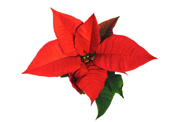 Poinsettia PNG Background Image