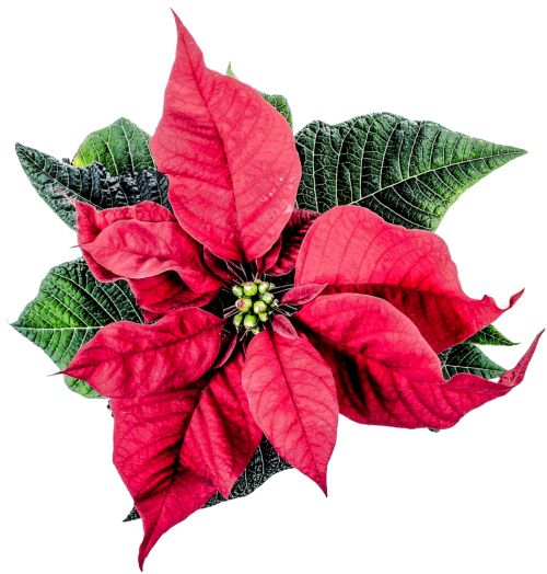 Poinsettia PNG Free Download