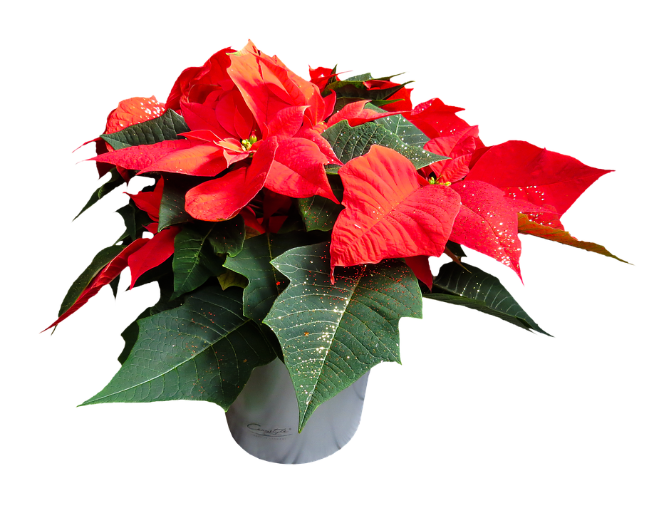 Poinsettia PNG High-Quality Image