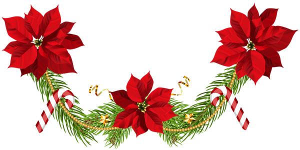 Poinsettia PNG Image Background