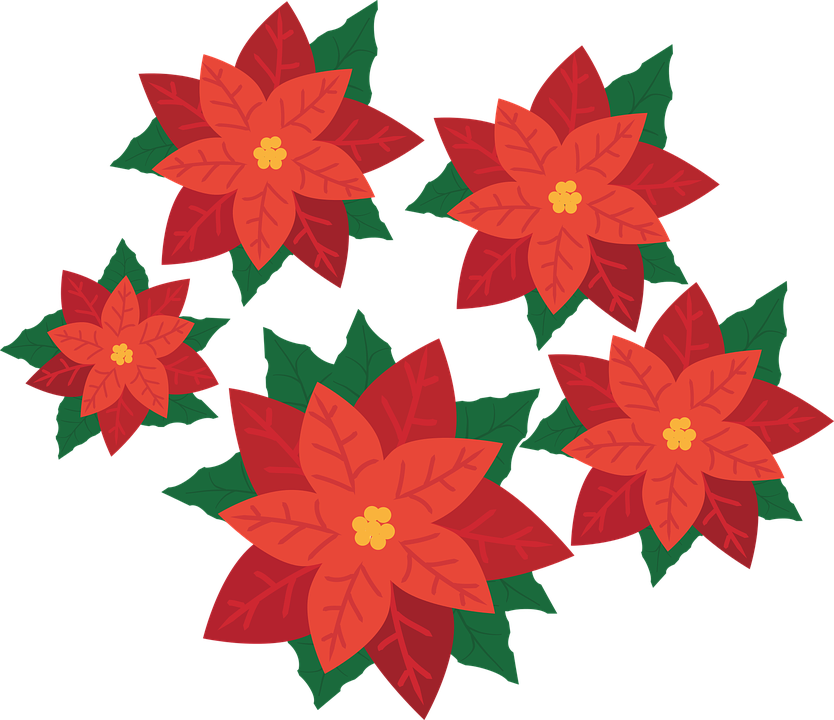 Poinsettia Transparent Background PNG