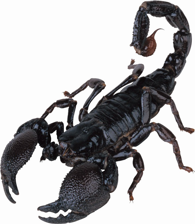 Sfondo di immagine PNG a scorpione velenoso