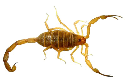 Image pompon scorpion PNG