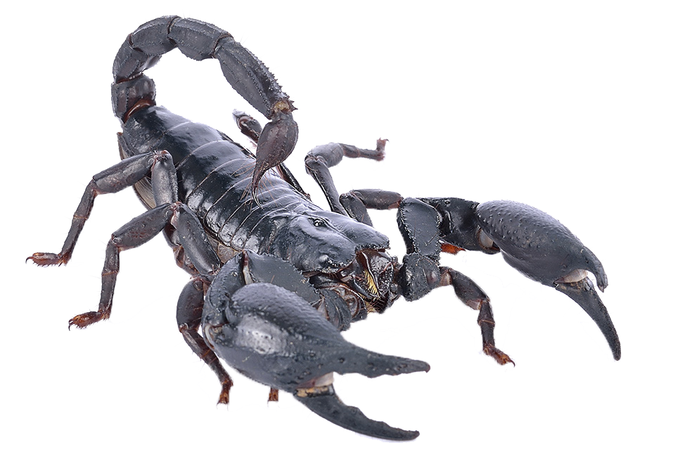 Giftiges Scorpion PNG Foto