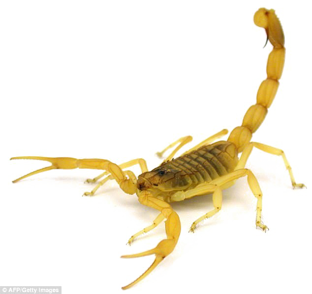 Giftiges Scorpion PNG Transparentes Bild