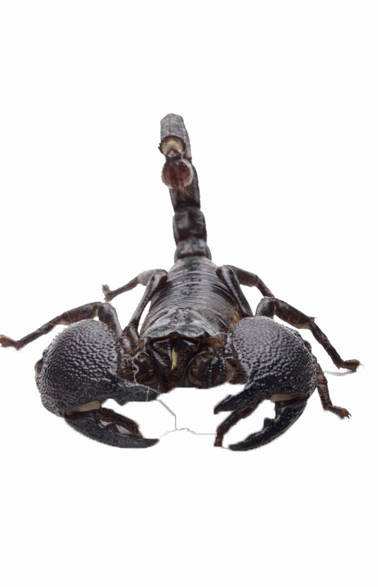 Imagem transparente de escorpião venenosa