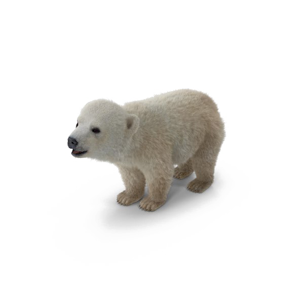 Polar Bear PNG Background Image