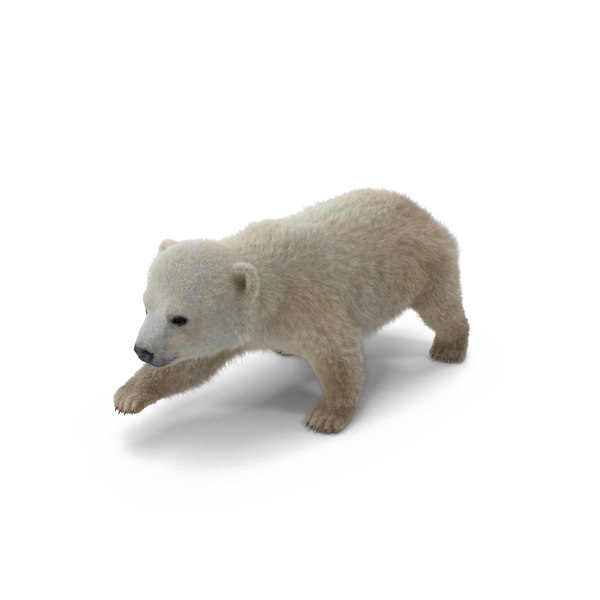 Polar Bear PNG Download Image