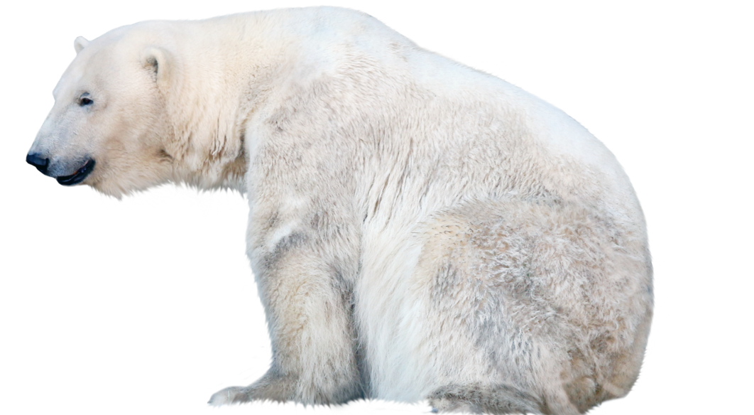 Polar Bear PNG Free Download