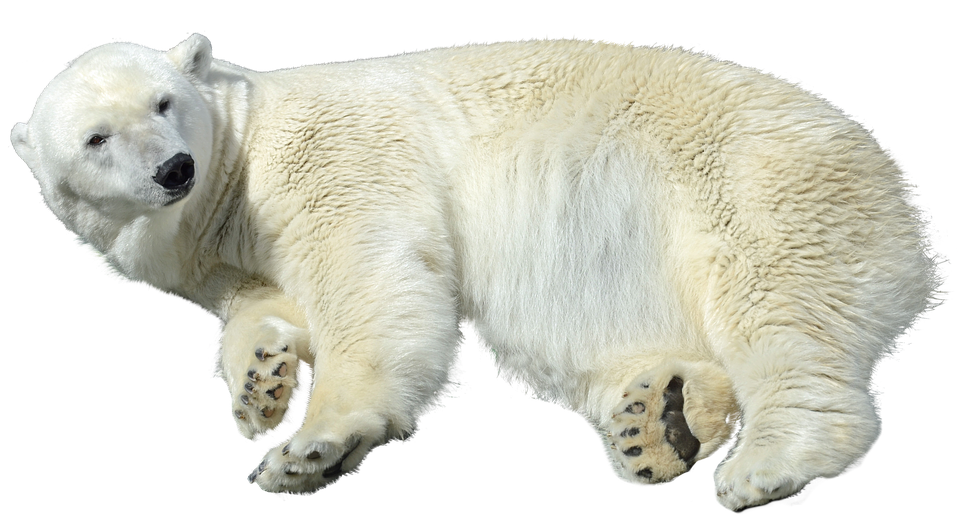 Polar Bear PNG High-Quality Image