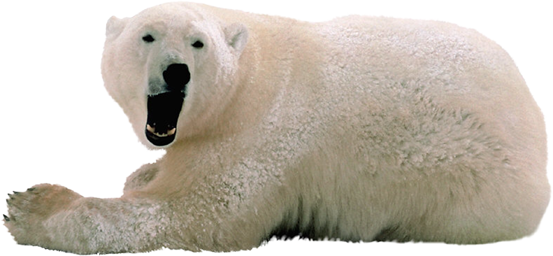 Polar Bear PNG Photo