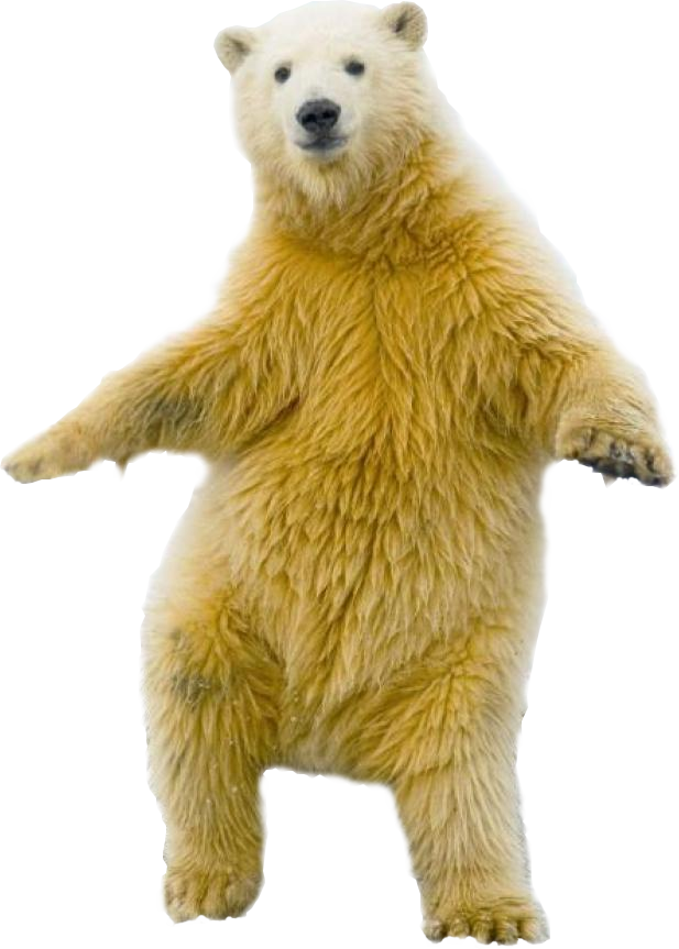 Полярный медведь PNG картина