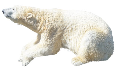 Polar Bear Transparent Background PNG