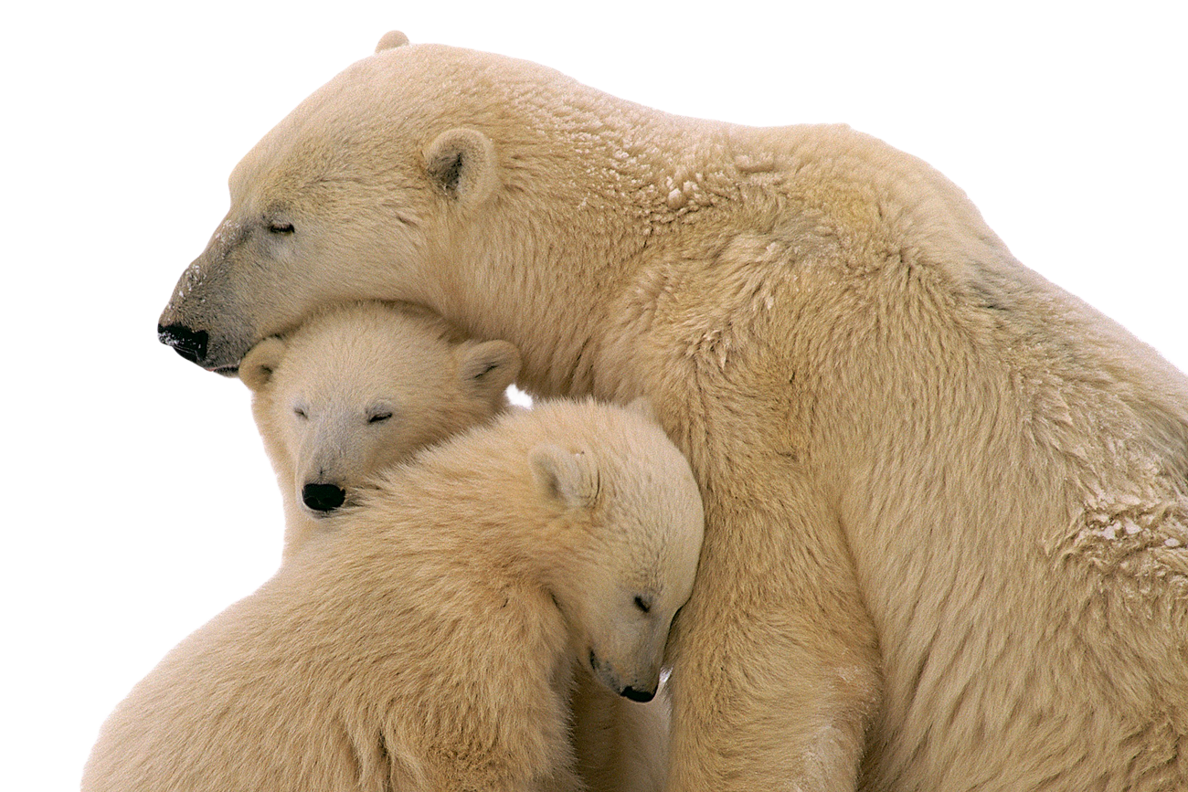 Polar Bear Transparent Images