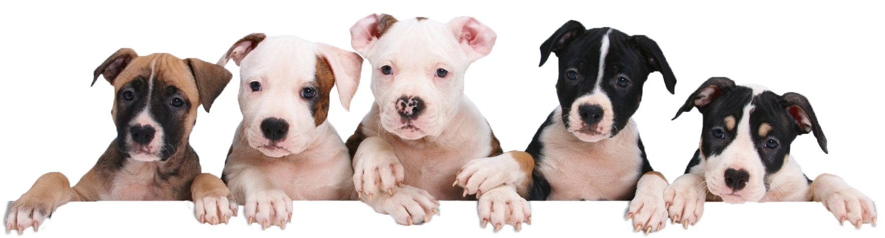 Puppies PNG Image with Transparent Background