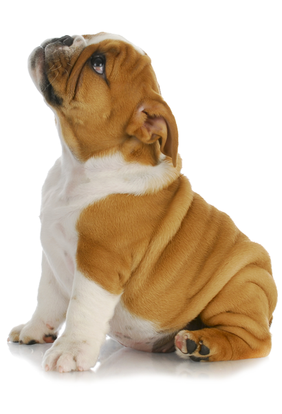 Puppies PNG Pic