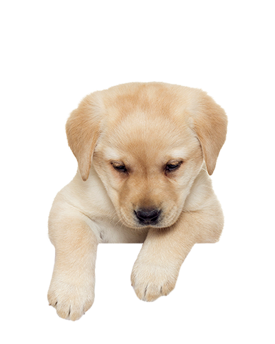 Puppies PNG Picture