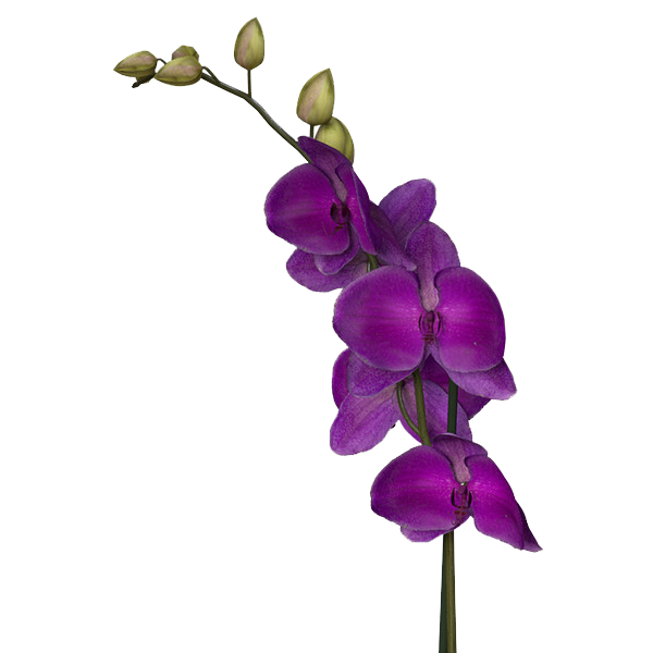 Purple Flowers Download PNG Image
