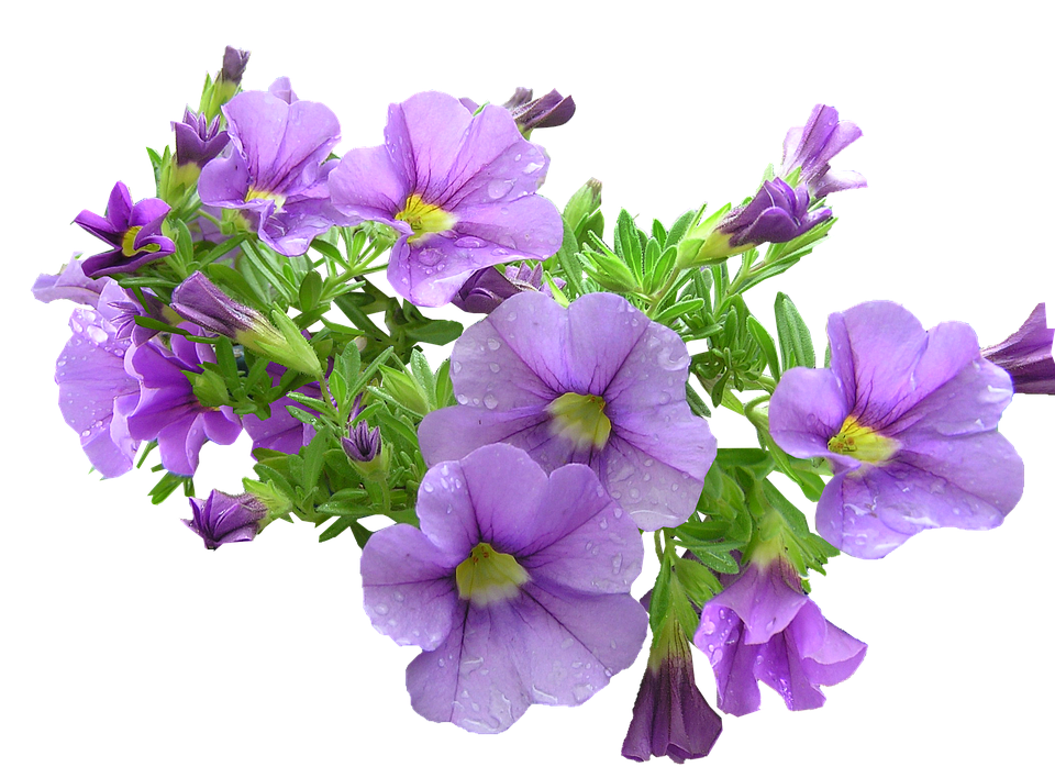 Purple Flowers Download Transparent PNG Image | PNG Arts