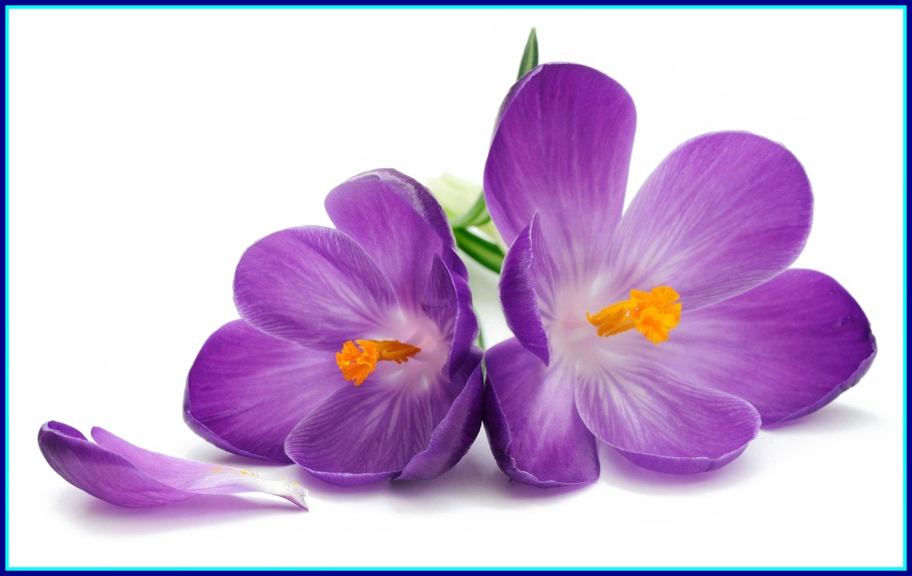 Fleurs violettes libres PNG image