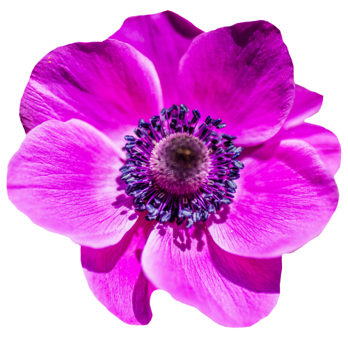 Purple Flowers PNG Background Image