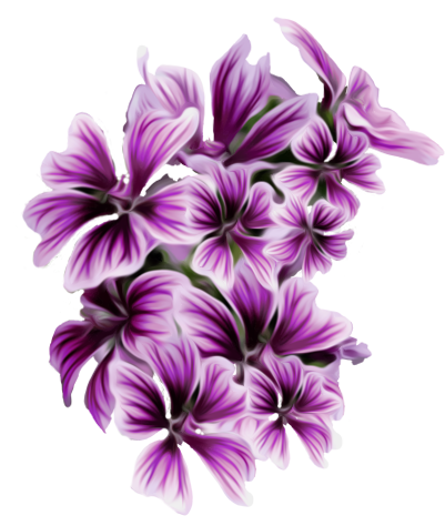 Purple Flowers PNG Download Image