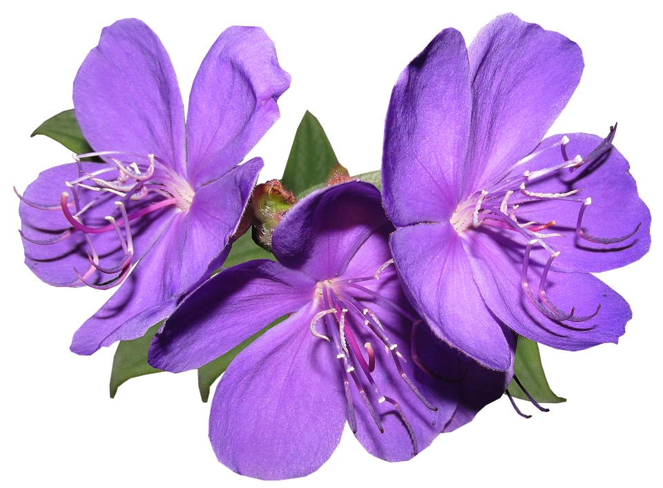 Purple Flowers PNG Free Download