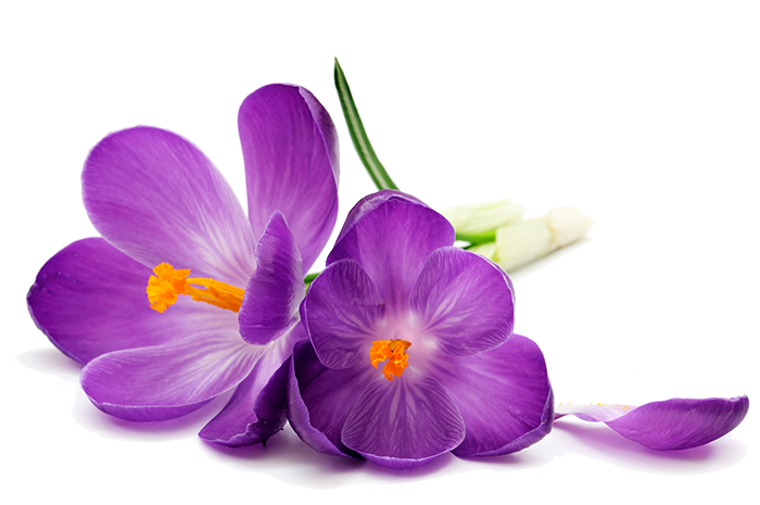 Purple Flowers PNG Image Transparent