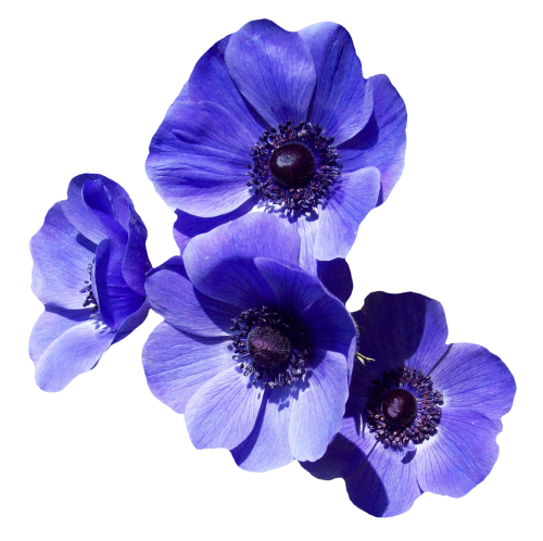 Purple Flowers PNG Image with Transparent Background