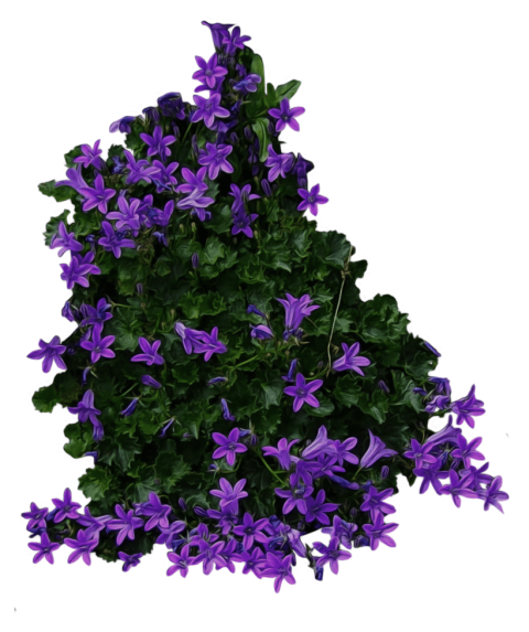 Purple Flowers PNG Pic