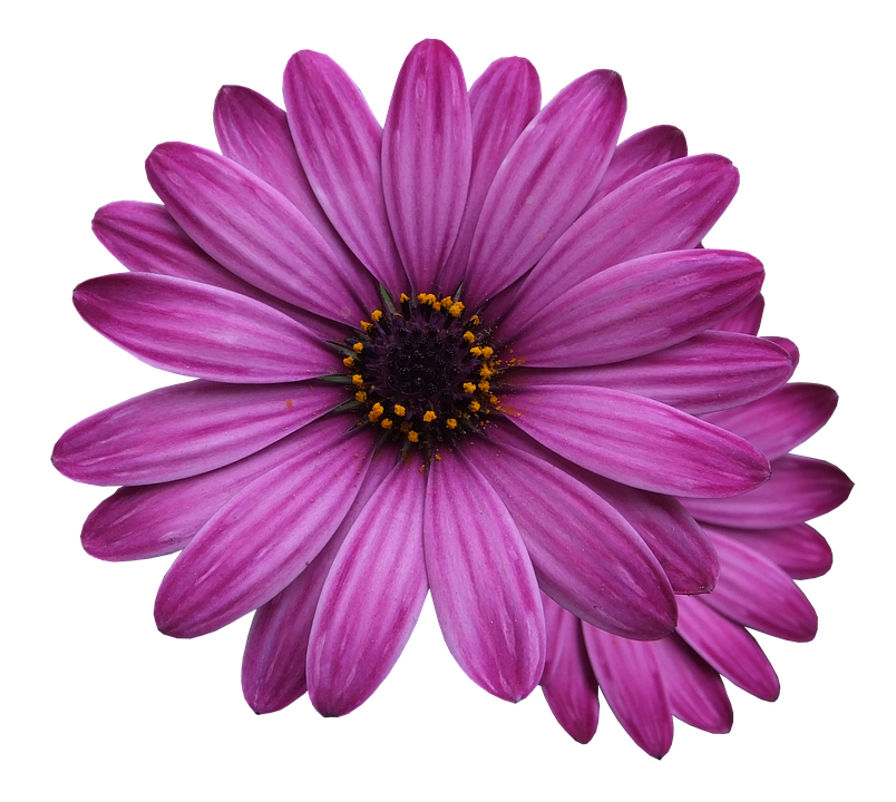 Purple Flowers Transparent Background PNG