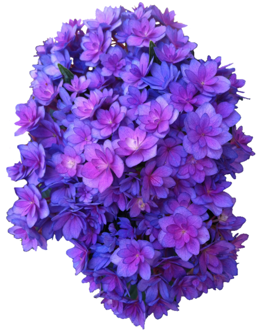 Purple Flowers Transparent