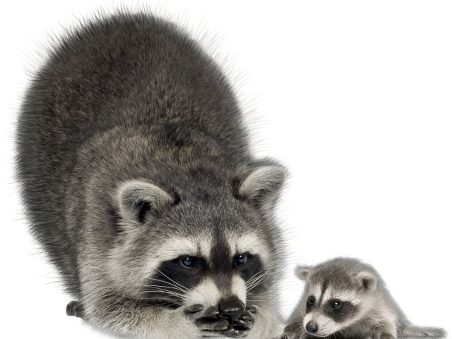 raccoon تحميل صورة PNG شفافة