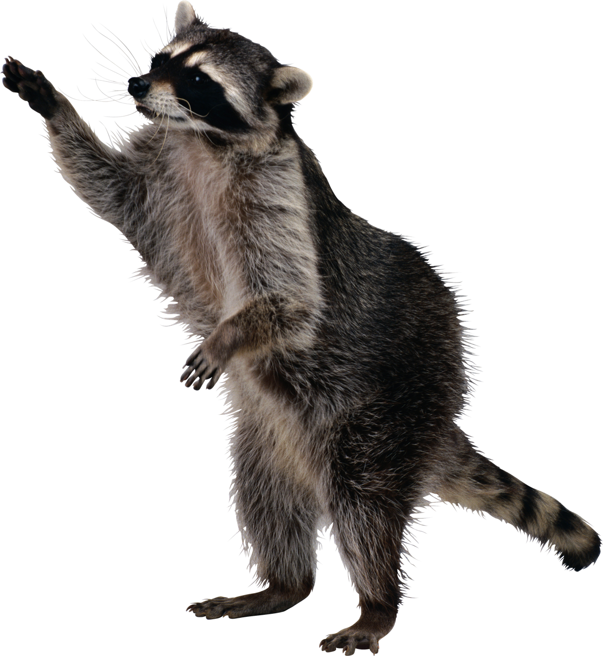 Raccoon PNG Background Image