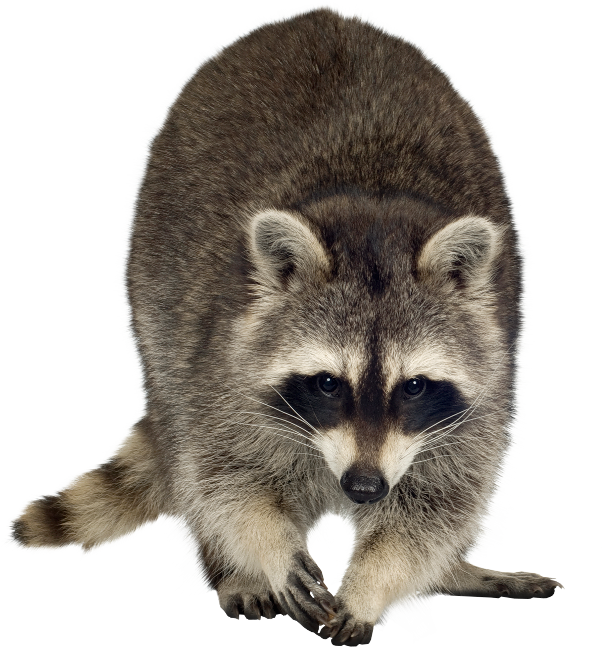 Raccoon PNG Free Download