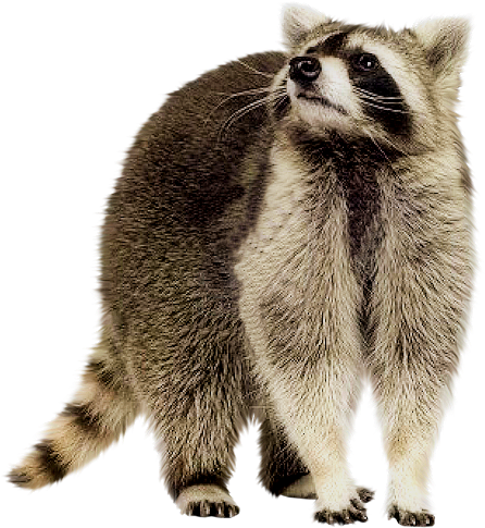 Raccoon PNG High-Quality Image
