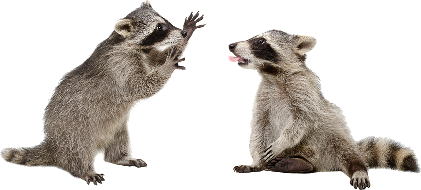 Raccoon PNG Image Background