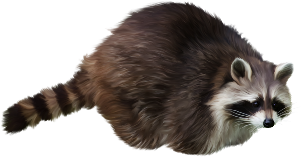 Raccoon PNG صورة مع خلفية شفافة