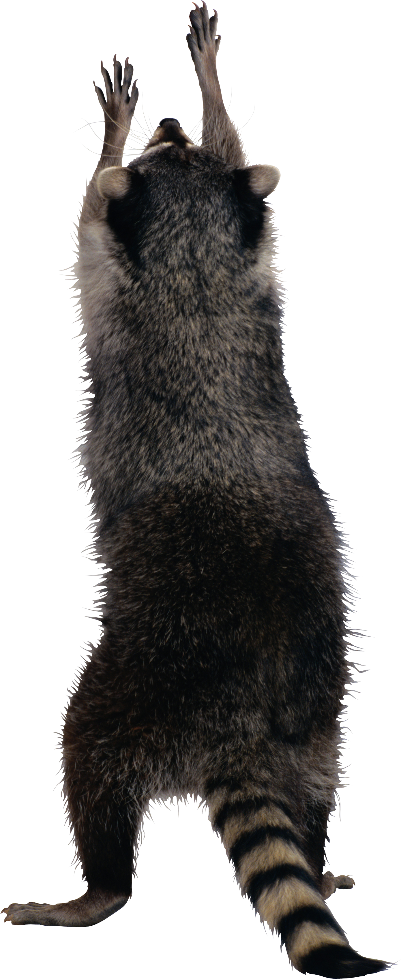 Raccoon PNG Image