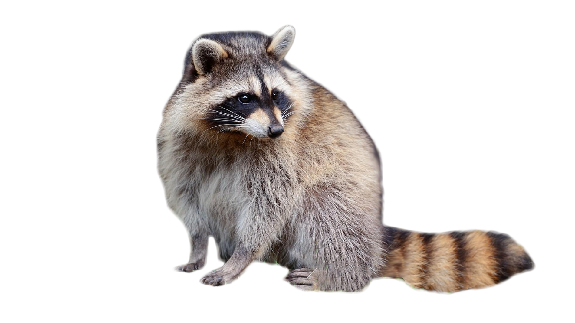 Raccoon PNG Picture