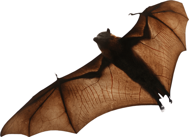 Real Bat Download Transparent PNG Image