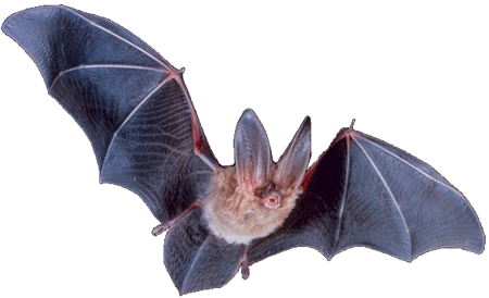 Real Bat Free PNG Image