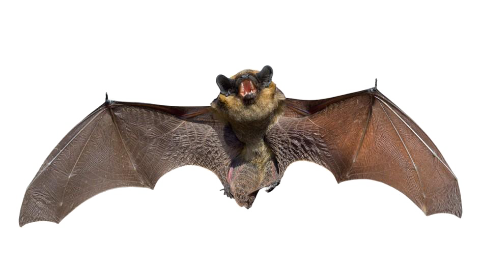 Real Bat PNG Background Image