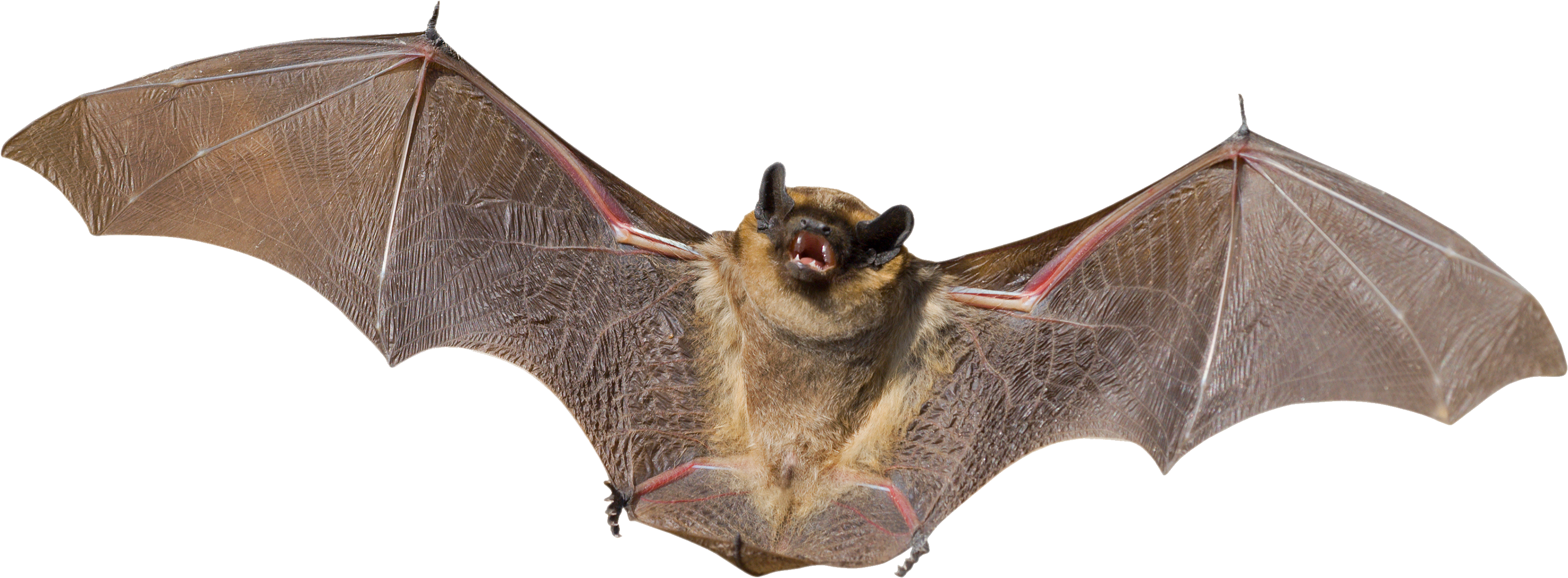 Real Bat PNG Download Image