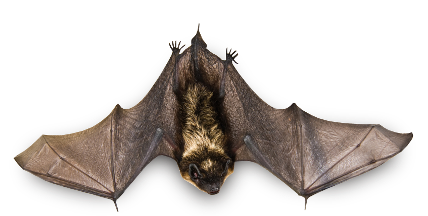 Real Bat PNG Image Background
