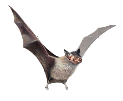Real Bat PNG Image Transparent