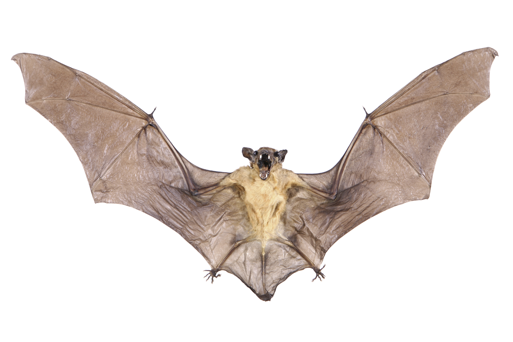 Real Bat PNG-Afbeelding met Transparante achtergrond